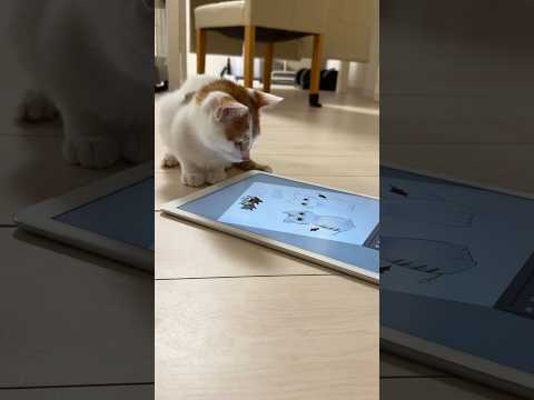 娘が描いたグッズデザインのメイキングを眺める子猫 #shorts(YouTube)