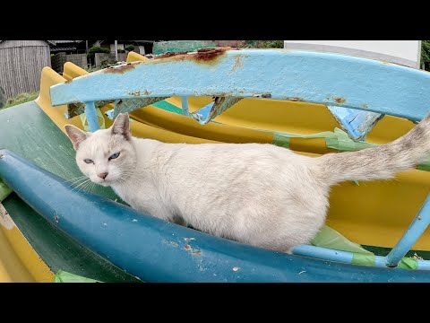 いつも遊んでいたすべり台が解体され、少し寂しそうな様子の猫達(YouTube)