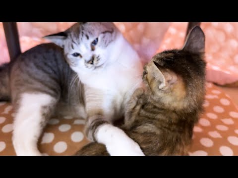 子猫が好きすぎてギュッしちゃった先住猫【子猫の初めてのこたつ】(YouTube)
