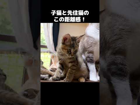 子猫と先住猫の距離が近い！　#shorts(YouTube)