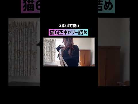 猫6匹スポスポキャリーに詰めます👜 #shorts(YouTube)