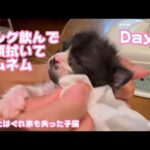 ミルク飲んでお顔拭かれてネムネムです ママとはぐれ弟も失った子猫 Day17  【2023 10 28-1】(YouTube)