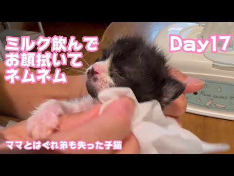 ミルク飲んでお顔拭かれてネムネムです ママとはぐれ弟も失った子猫 Day17  【2023 10 28-1】(YouTube)