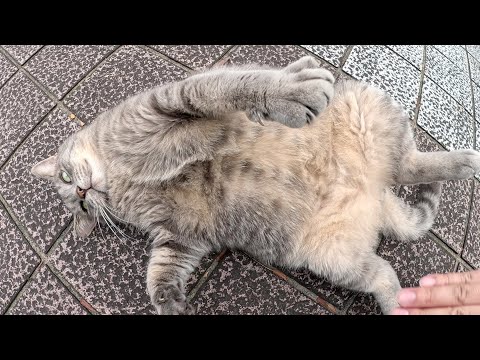 人間にモフられるとコロンと寝転がってしまうトトロ猫(YouTube)