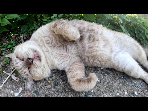 可愛い声で鳴くおじいちゃんシャム猫をモフると、喉をゴロゴロと鳴らして喜ぶ(YouTube)