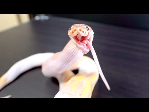 子ヘビの食事がかわいすぎる(YouTube)