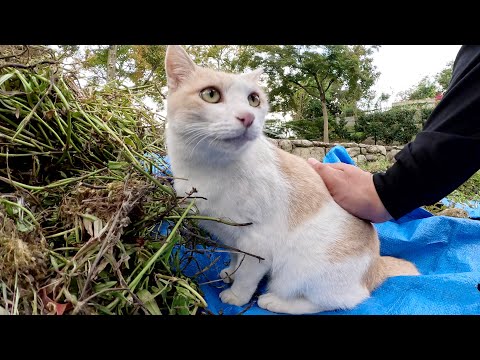 忙しそうなミルクティー猫について行ったら、少しだけモフらせてくれた(YouTube)