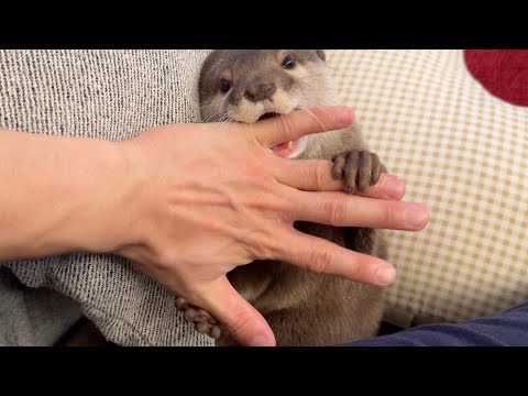 カワウソさくらの寝る前のルーティン？〜ただダラダラしているだけ〜 Otter Sakura’s bedtime routine(YouTube)