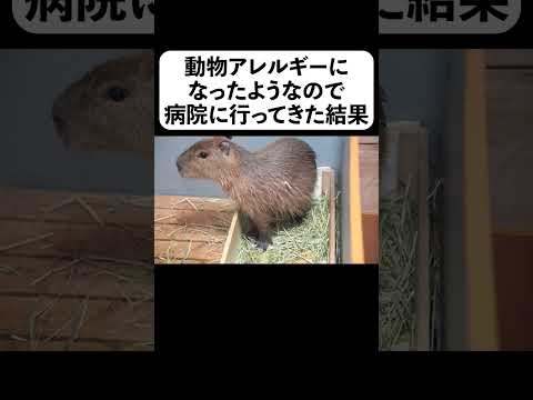 動物アレルギーになったようなので病院に行ってきた結果(YouTube)