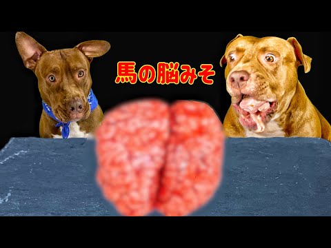 【閲覧注意⚠️】馬の脳みそを豪快に食べるピットブルの咀嚼音がクセになる(YouTube)