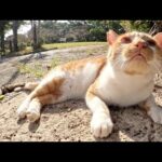 甘えん坊の茶シロ猫と遊んでいたら、太ったキジトラ猫も近寄ってきた(YouTube)
