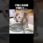警戒心が強い子猫にそっと近づく先住猫が優しい　#shorts(YouTube)