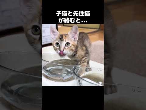 警戒心が強い子猫にそっと近づく先住猫が優しい　#shorts(YouTube)