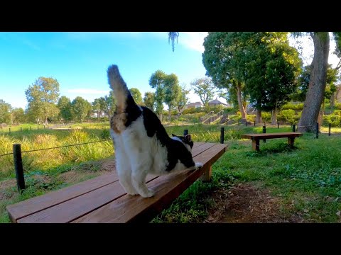公園の猫「ナデナデするならあっちのベンチの方がキレイで良いニャン」(YouTube)