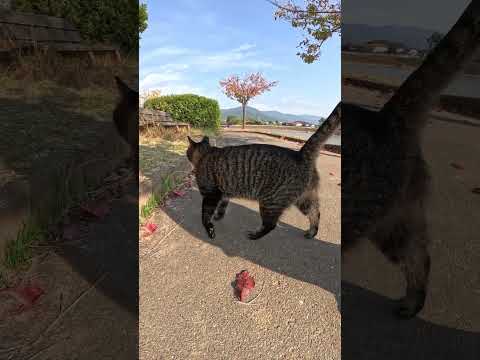 足にまとわりついて甘えてくる猫 #猫 #野良猫 #野郎が撮った猫動画(YouTube)