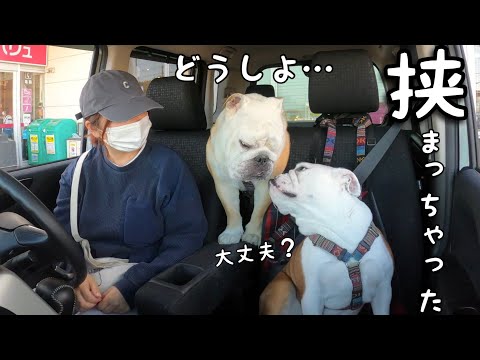 【悲報】愛犬が自動車席に挟まれた！！抜け出し方をみんなで考えてみる事にしたのだが…(YouTube)
