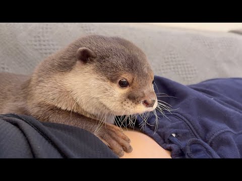 必死だが何処かウケる、一生掘り続けるカワウソ Otter frantically continuing to dig(YouTube)