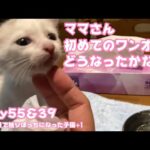 ママの初めてのワンオペはどうなったか 生後1日で独りぼっちになった子猫+1 Day55＆39  【2023 10 11-1】(YouTube)