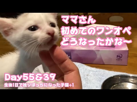 ママの初めてのワンオペはどうなったか 生後1日で独りぼっちになった子猫+1 Day55＆39  【2023 10 11-1】(YouTube)
