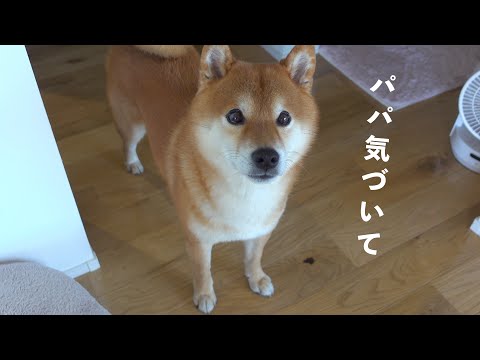無言で訴え続ける柴犬！数分後飼い主は重大な過ちに気づきました…(YouTube)