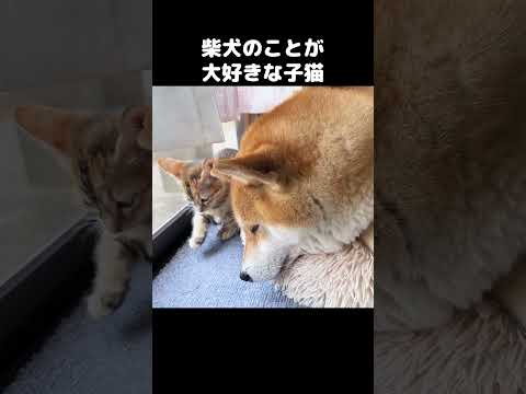 柴犬に育てられてる子猫は大好きすぎてこうなりました…　#shorts(YouTube)