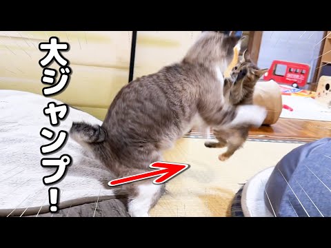 ゆっくり警戒しながら探索する子猫に先住猫が出てきてびっくりしちゃってこうなった笑(YouTube)