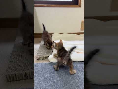 爪とぎする子猫を妨害する子猫をさらに妨害する子猫　#shorts(YouTube)