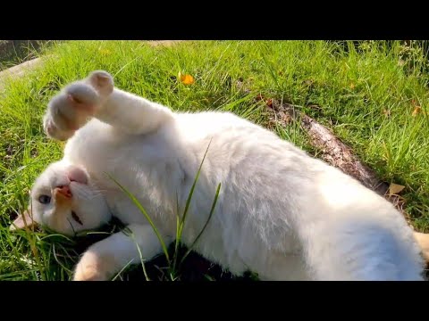 植込みの中から猫が出てきて寄ってきた(他2本)(YouTube)