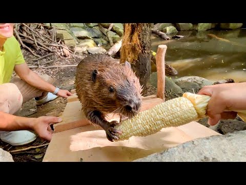 ビーバーのコーンの食べ方が想像以上に強引だった件(YouTube)