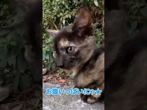 仔猫がご飯を食べる時(YouTube)