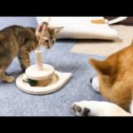 ちょっぴり怖がってる子猫に柴犬がある行動をしました(YouTube)