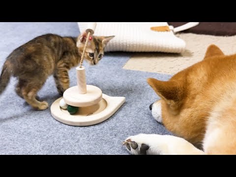 ちょっぴり怖がってる子猫に柴犬がある行動をしました(YouTube)