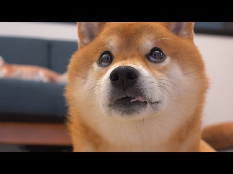 柴犬ハチの誕生日会の直後‥波乱が押し寄せてしまいました。。(YouTube)