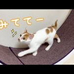 いつの間にか回し車の使い方を覚えてた子猫！(YouTube)