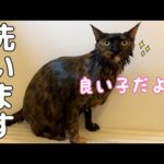 お手本のように良い子なサビ猫のシャンプーはこちらです！(YouTube)