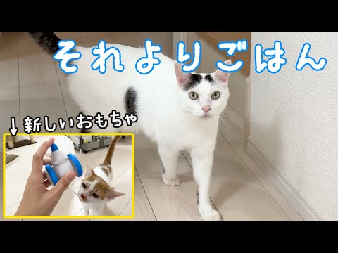 新しいおもちゃよりもごっはーんな猫チロさん(YouTube)