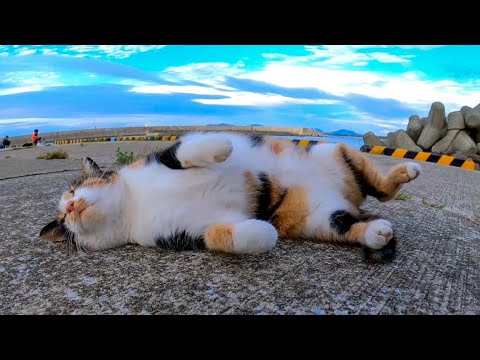 漁港の三毛猫ちゃん、撫でるとゴロンゴロン転がってカワイイ(YouTube)