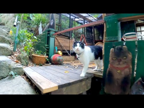猫の細道 Neko no hosomiti(YouTube)