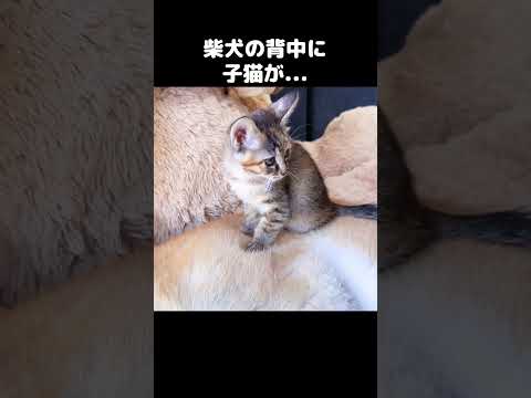 子猫が柴犬の背中によじ登って落ち着く姿が可愛すぎる…　#shorts(YouTube)