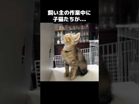 子猫に至近距離で仲良くなろうとする先住猫　#shorts(YouTube)