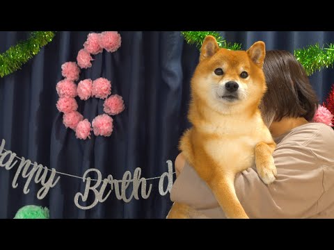 柴犬ハチ６歳の誕生日は過去最大の賑やかさとなりました。(YouTube)