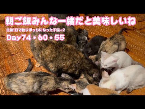 朝ごはんみんな一緒が美味しいよね  生後1日で独りぼっちになった子猫+7  コマちゃん60日！  【2023 10 31-1 】(YouTube)