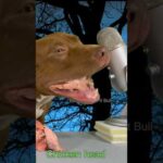 【閲覧注意⚠️】食用 #ピットブル 鶏の頭を美味しそうに食べるピットブル(YouTube)