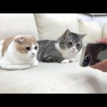 帰省中の飼い主と画面越しに再会したら甘えんぼ猫たちがこうなっちゃいました…(YouTube)