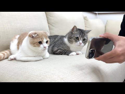 帰省中の飼い主と画面越しに再会したら甘えんぼ猫たちがこうなっちゃいました…(YouTube)
