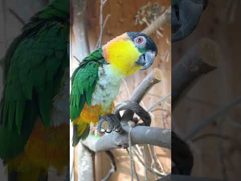 電話の音マネが上手なインコ #動物園 #インコ #parrot(YouTube)