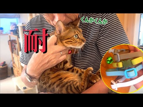 新猫の首輪を取りに来た爺さんに猫達が修行僧のように耐えています(YouTube)
