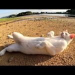 干上がった池で気持ち良さそうに転げ回る茶シロ猫(YouTube)