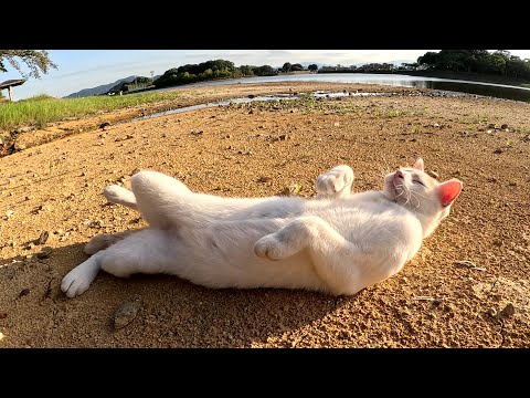 干上がった池で気持ち良さそうに転げ回る茶シロ猫(YouTube)