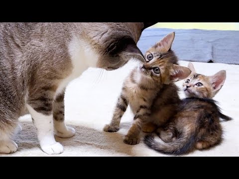 子猫と先住猫の０距離でのご対面が可愛すぎました！(YouTube)